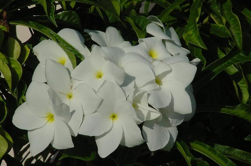 Plumeria at Hilton Curacao