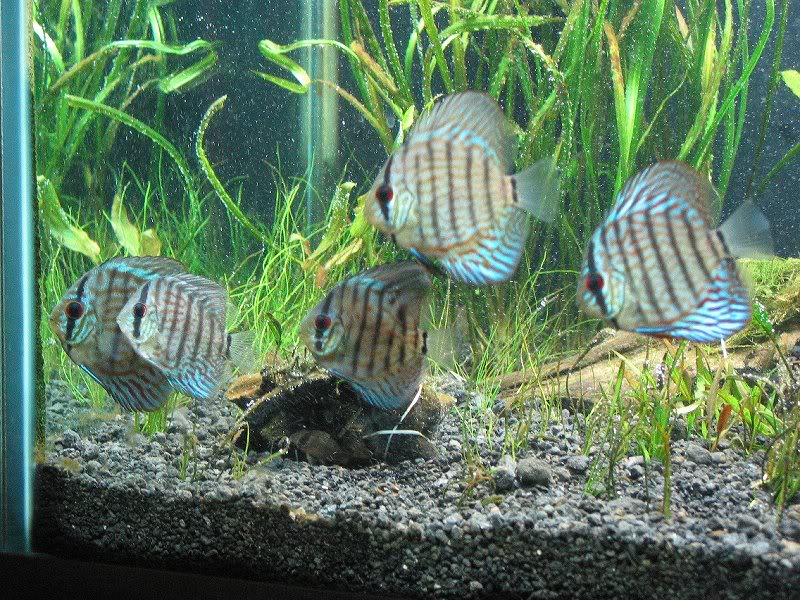 Discus 12-12 Black substrate 004