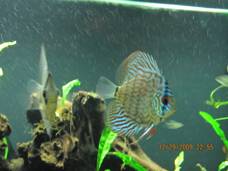 Discus 12-29-9 I think this is hoover