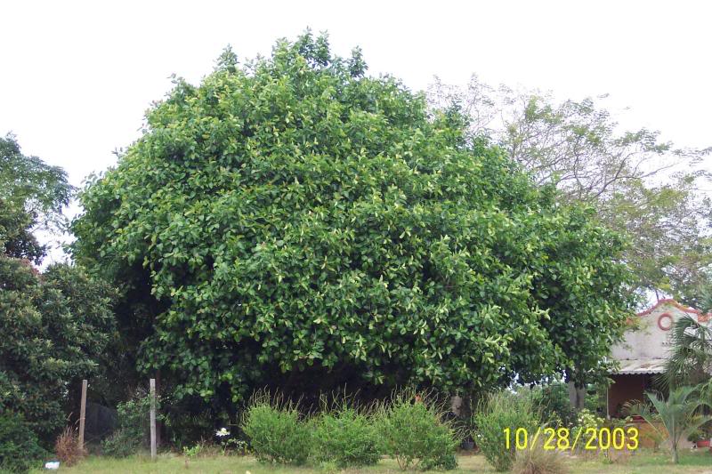 Ficus tree