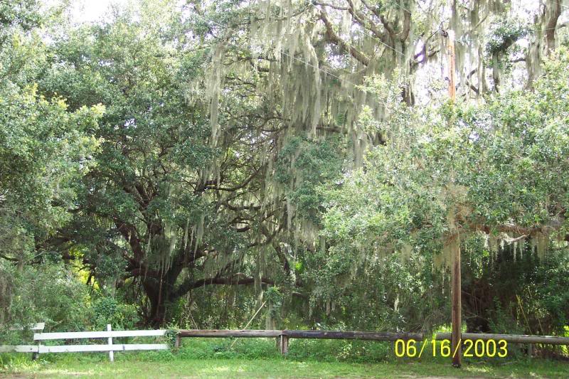Live oaks