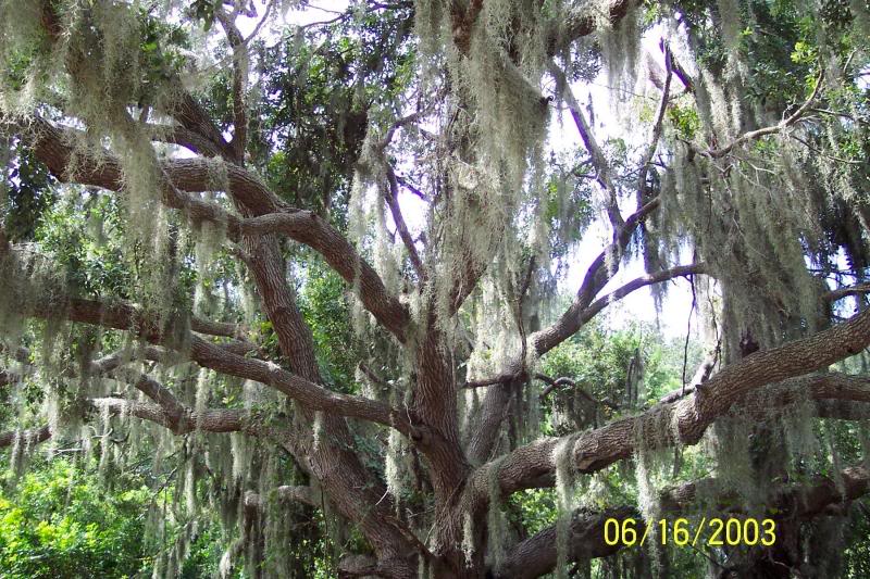 Southern live oak tree