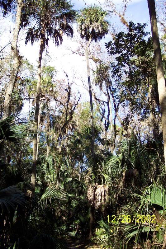 Tall Sabal palmettos