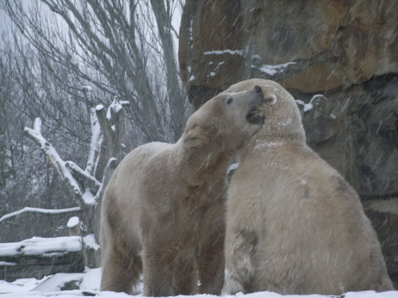 Ich finde deine Ohren wundervoll
