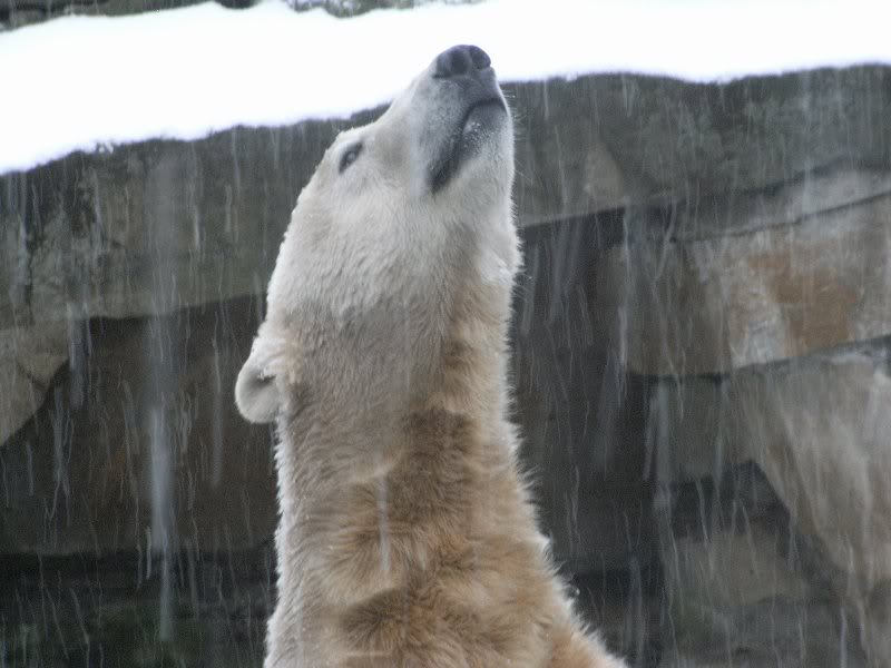 Und sooo viele Schneeflocken