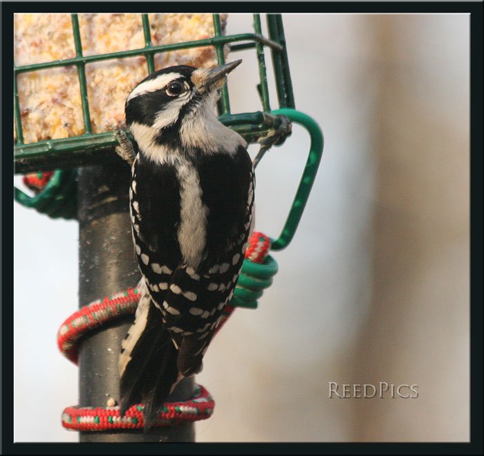 Female Downey Woodpecker1