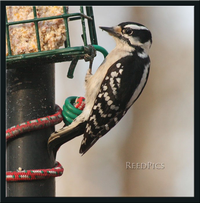 Female Downey Woodpecker2