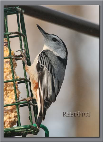 Male White Breasted Nuthatch1