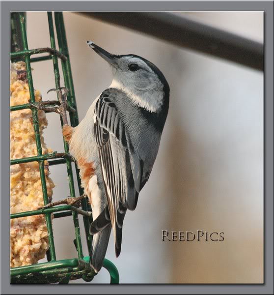 Male White Breasted Nuthatch2