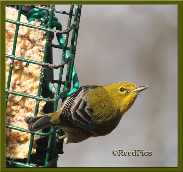 Pine Warbler again