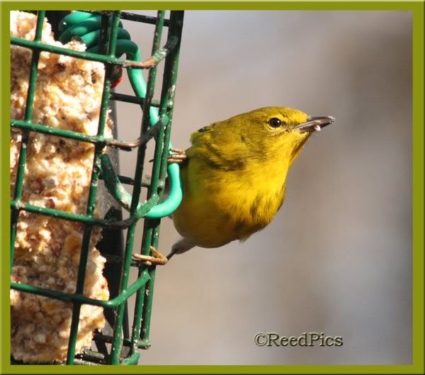 Pine Warbler