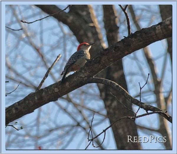 Redbelly Woodpecker1