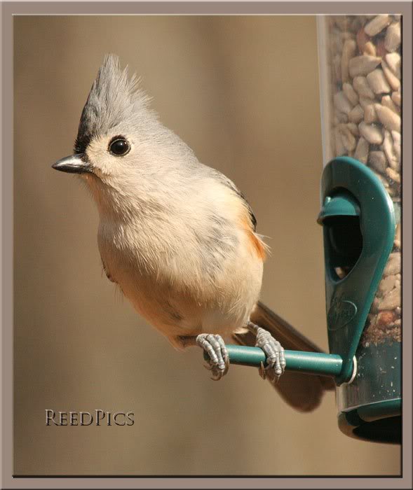 Titmouse with Crest