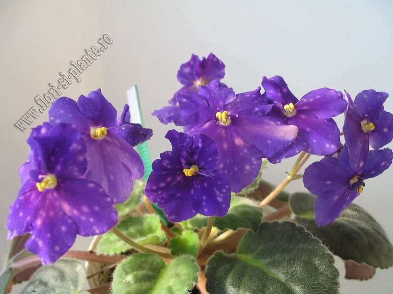 Saintpaulia Galactic Storn 14