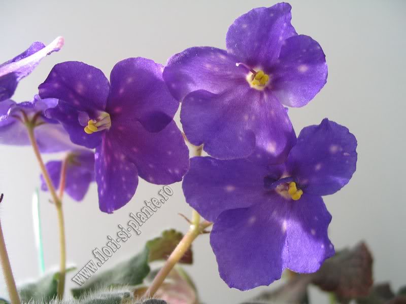 Saintpaulia Galactic Storn 15