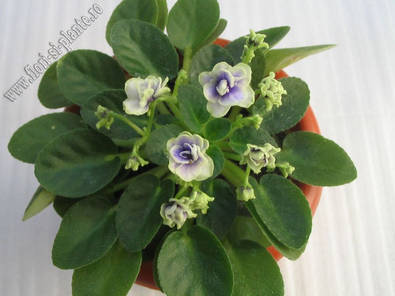 Saintpaulia Thunder Surprise 2