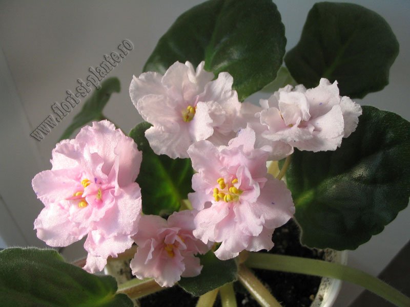 Saintpaulia angel s reflection 5