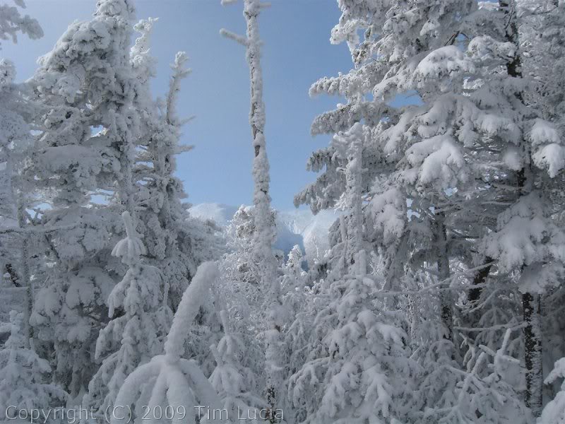 Franconia Ridge through the trees