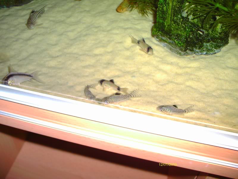 cories 12 jan 004