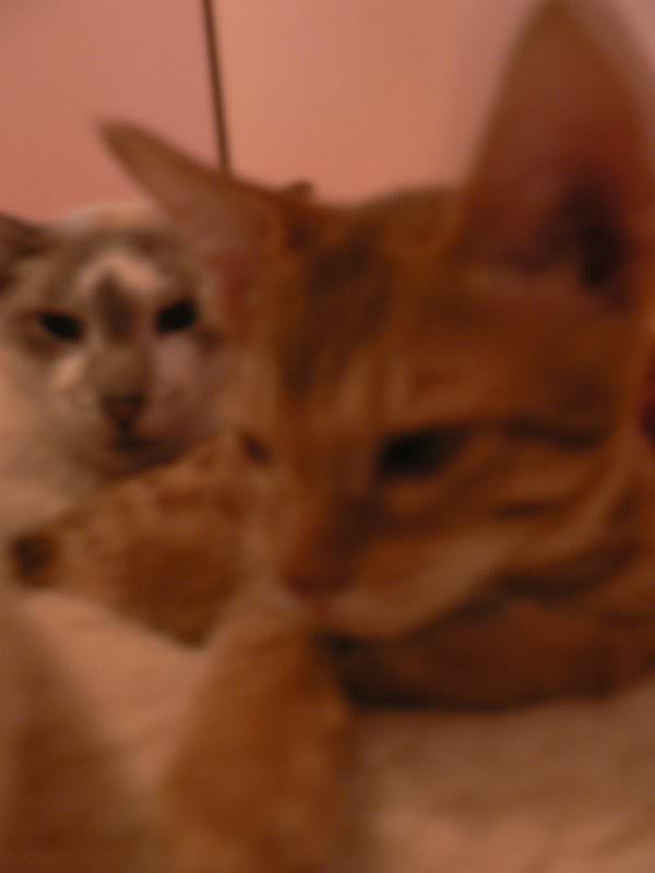 Ginger just cannot stand still