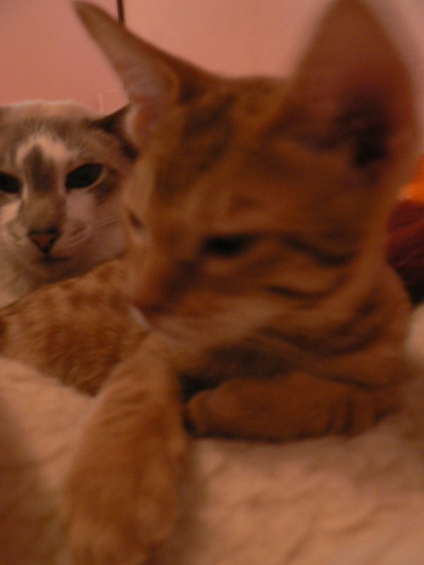 Ginger not wanting to pose