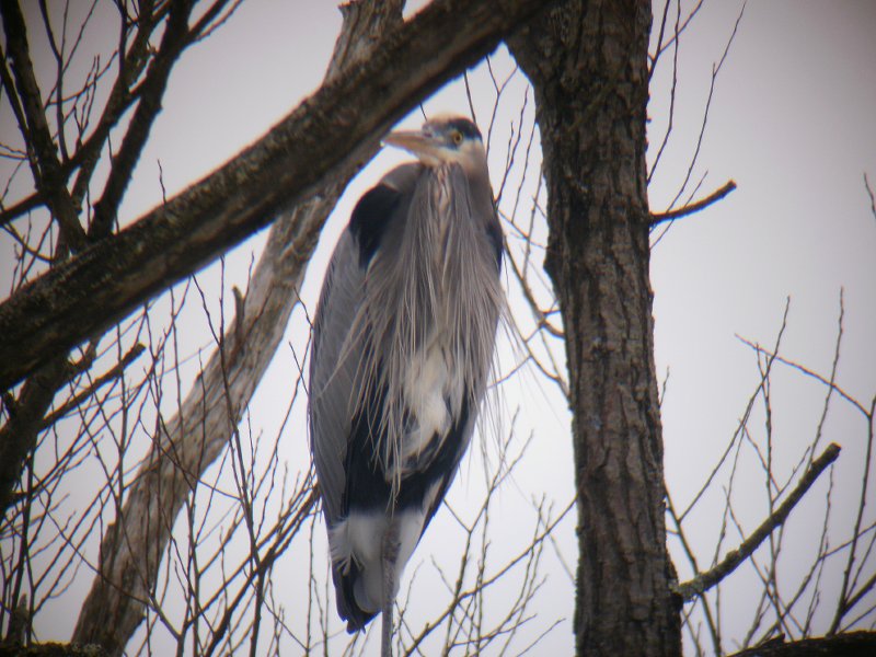 20100116_19 GBHE Ira Road CVNP