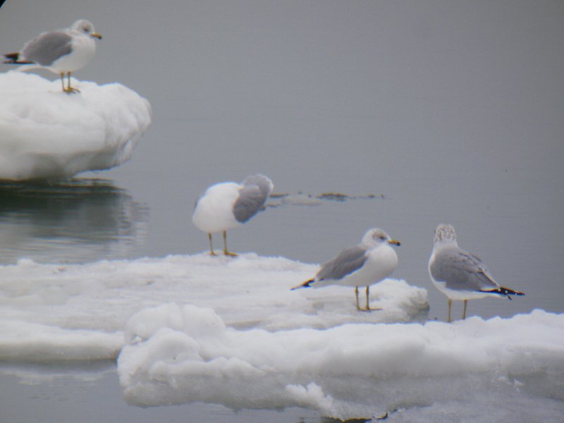 20100123_13 Lorain Ohio
