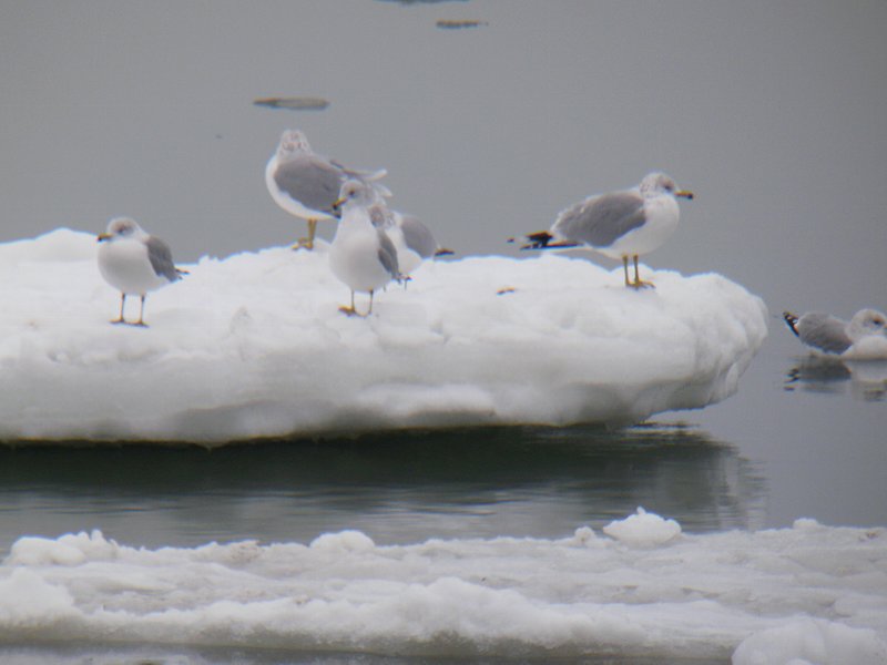 20100123_14 Lorain Ohio