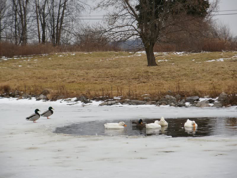 20100123_43 Carlisle Reservation