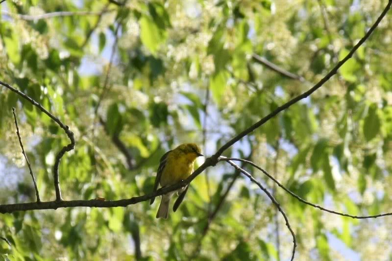 IMG_0137 Pine Warbler