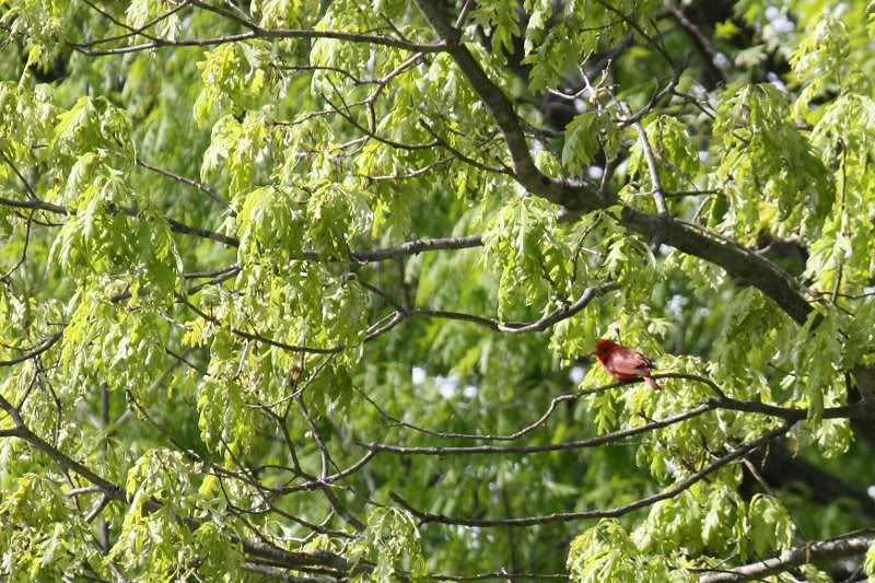 IMG_0141 Summer Tanager