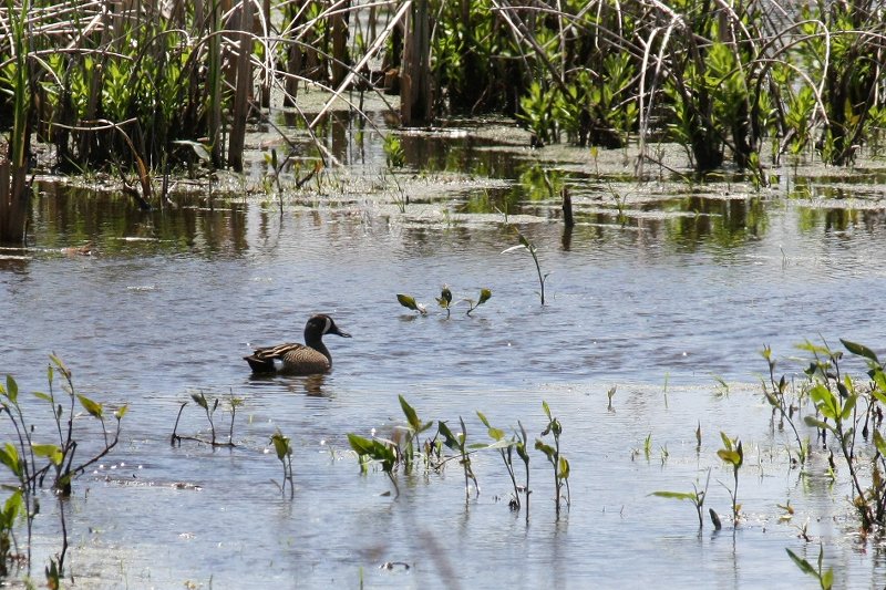 IMG_0255 Blue-winged Teal