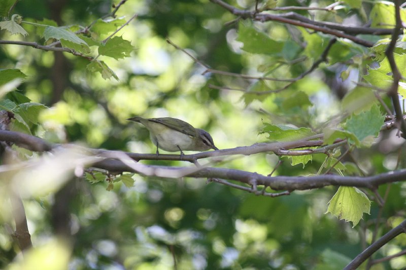 IMG_0274 Red-eyed Vireo