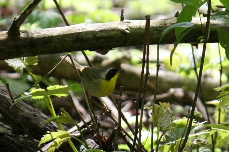 IMG_0297 Common Yellowthroat (warbler)