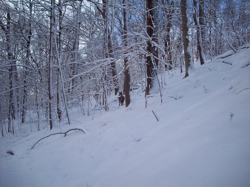 Rockefeller Preserve 2-11-10 094