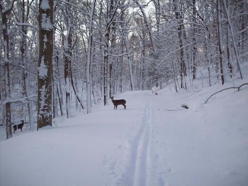 Rockefeller Preserve 2-11-10 095