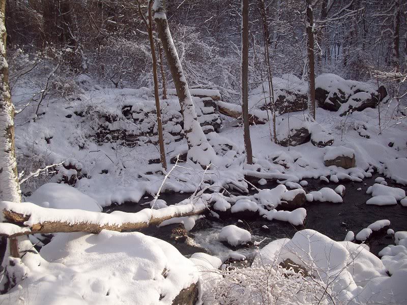 Rockefeller Preserve 2-11-10 100