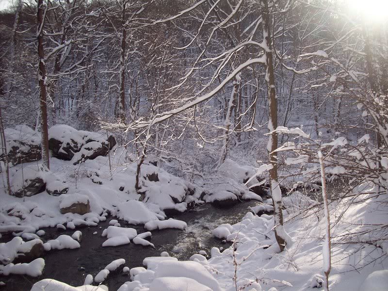 Rockefeller Preserve 2-11-10 101