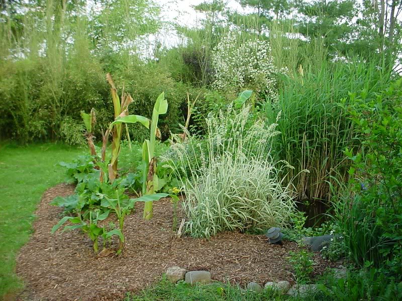 bananas planted at large pond 5.25