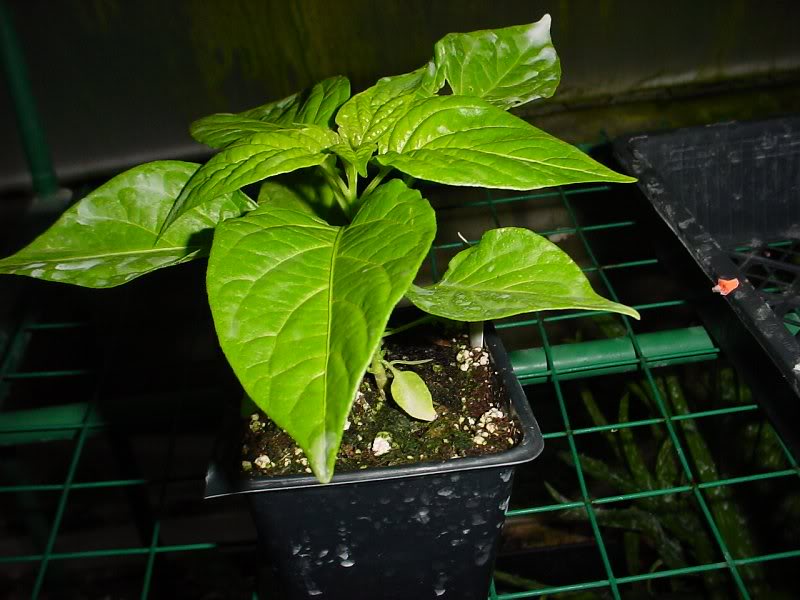 bhut jalokia, hottest peppers in the world