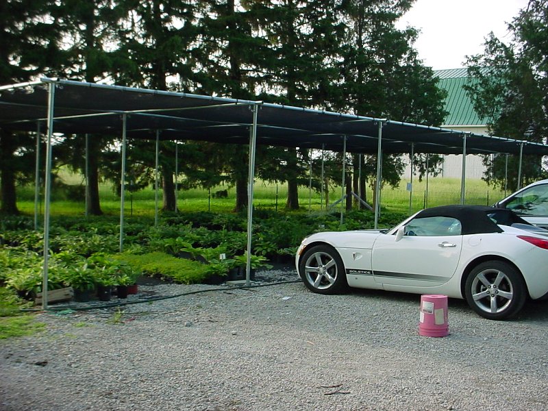 hosta sales area and Heather's car
