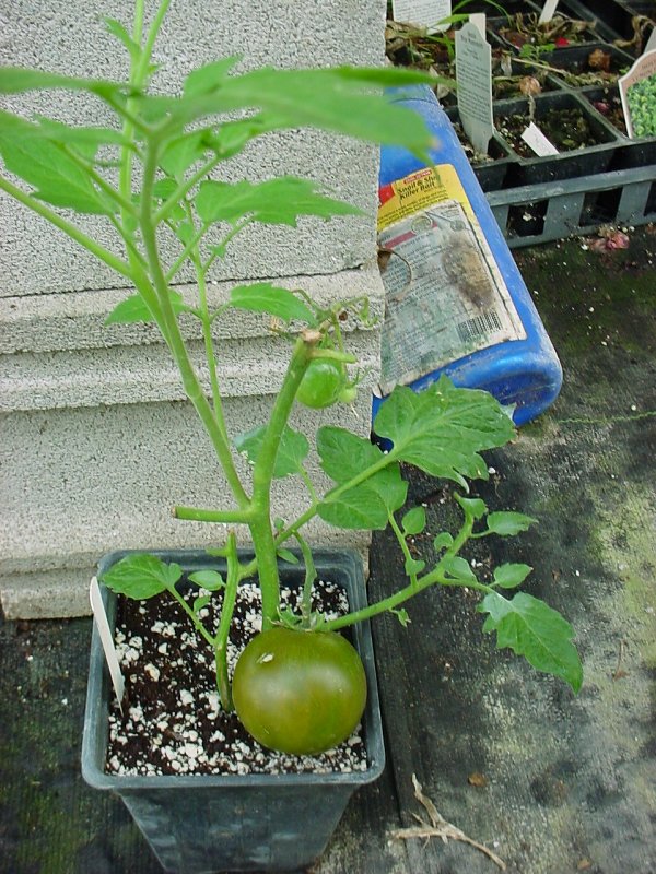 kumato F1 and ripe tomato