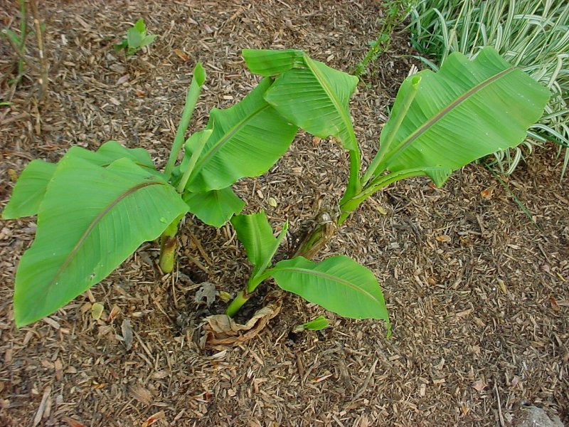 musa basjoo coming up strong after winter again!