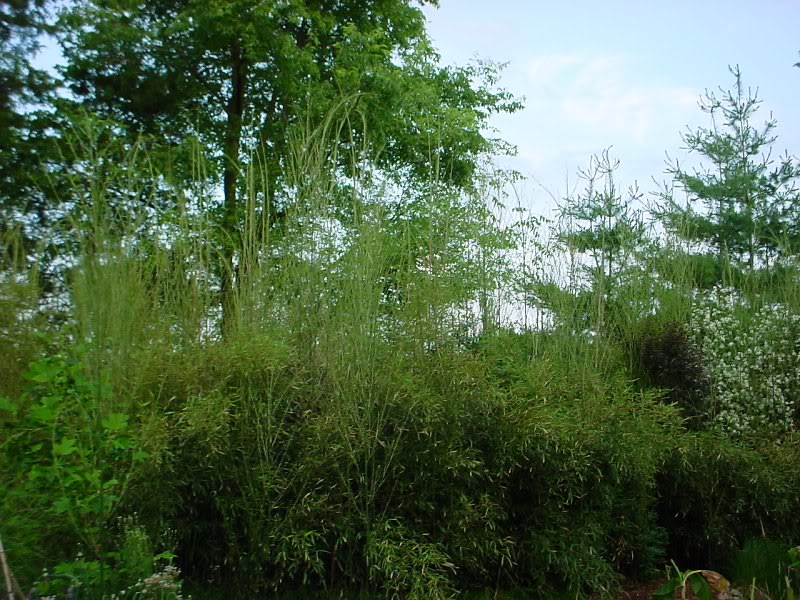 new bamboo shoots up to 18 feet tall!!!