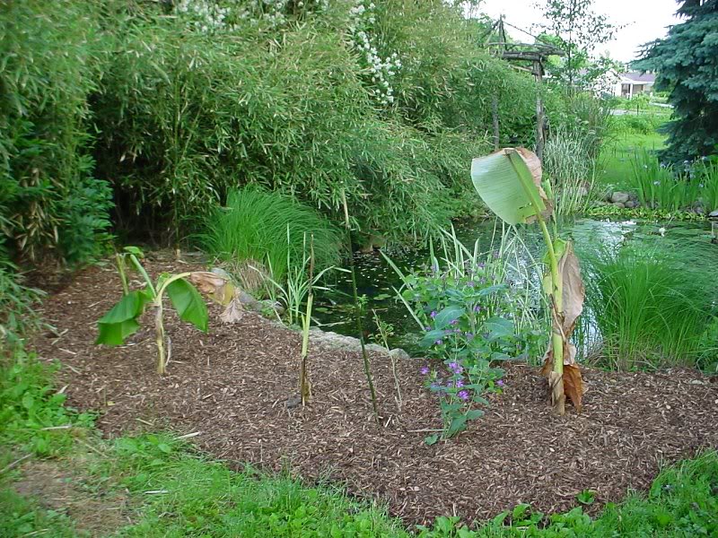 newly planted bananas around pond 2
