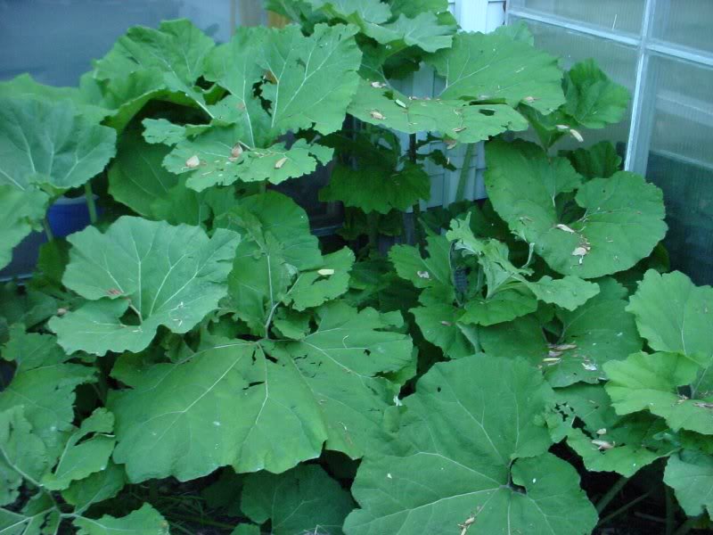 petasites larges leaves (perennial)