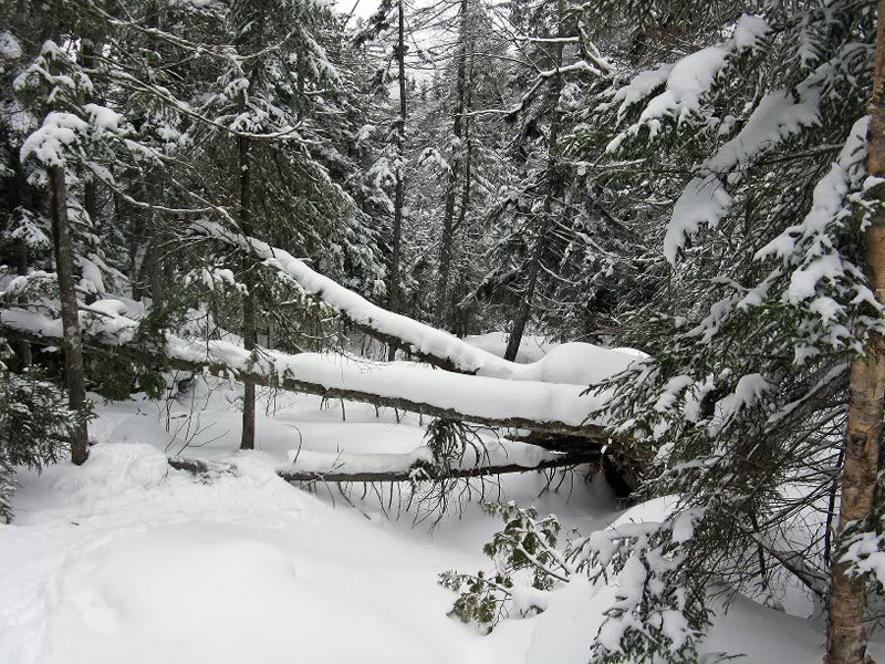 fallen, frosting trees