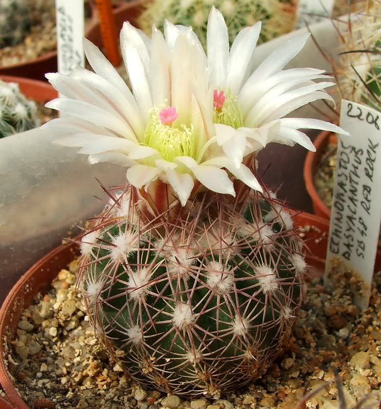 Echinomastus dasyacanthus Sb 48 Red Rock