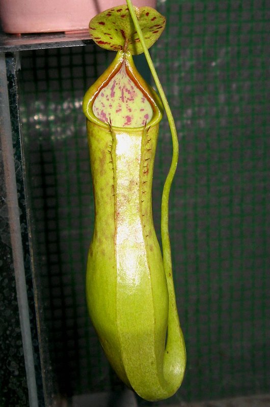 Alata X Maxima 11-11-10