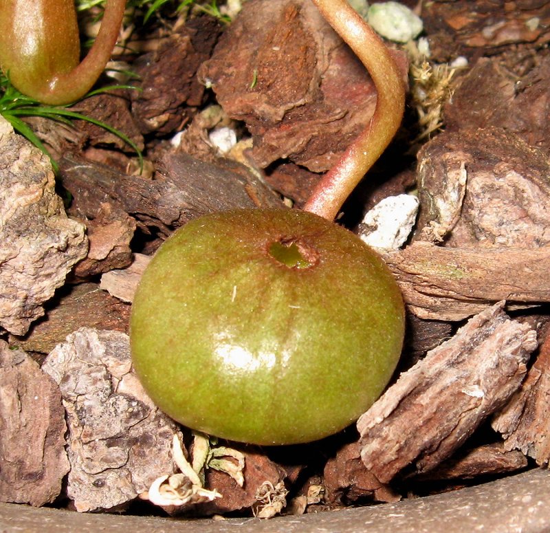 Deformed Vent Pitcher 12-1-10 (1)
